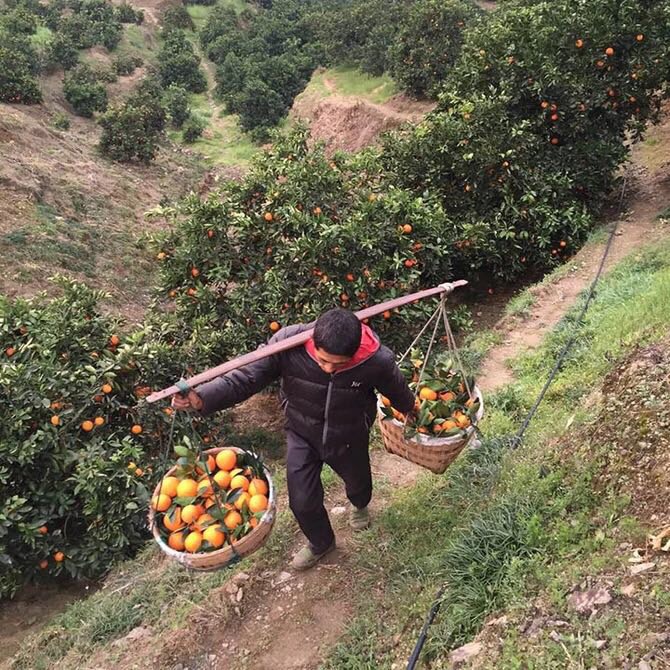 哈尔滨奉节脐橙，产地直邮欢迎预定总代理批发兼零售，哈尔滨购网www.hrbgw.com送货上门,奉节脐橙，产地直邮欢迎预定哈尔滨最低价格批发零售,京聪商城,哈尔滨购物送货上门。