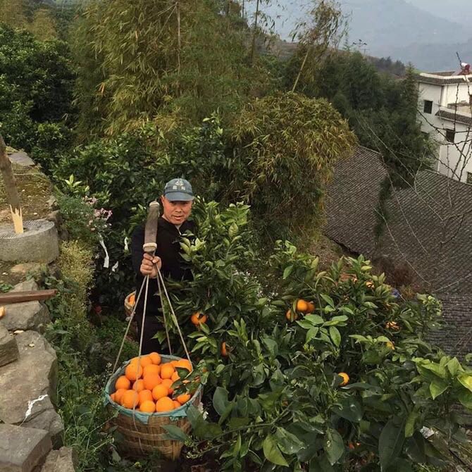 哈尔滨奉节脐橙，产地直邮欢迎预定总代理批发兼零售，哈尔滨购网www.hrbgw.com送货上门,奉节脐橙，产地直邮欢迎预定哈尔滨最低价格批发零售,京聪商城,哈尔滨购物送货上门。
