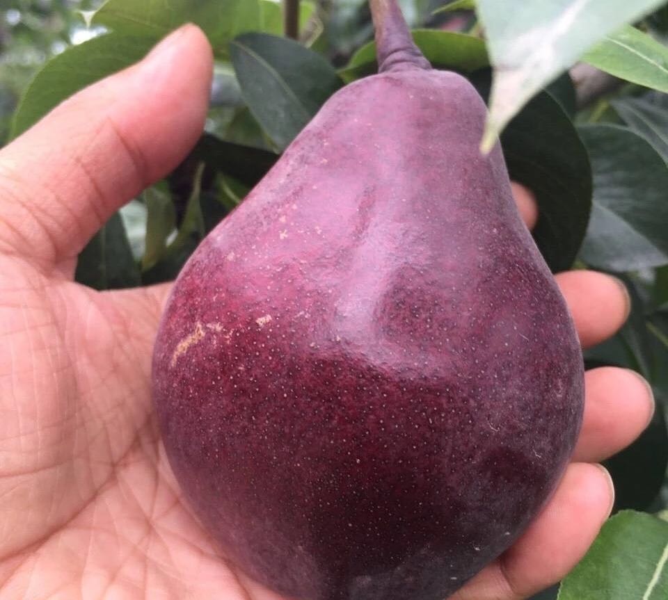 哈尔滨吃软不吃硬的红啤梨  特价试吃总代理批发兼零售，哈尔滨购网www.hrbgw.com送货上门,吃软不吃硬的红啤梨  特价试吃哈尔滨最低价格批发零售,京聪商城,哈尔滨购物送货上门。